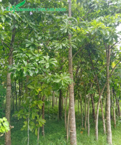 Rừng cây sala đường kính gốc 15 - 20cm