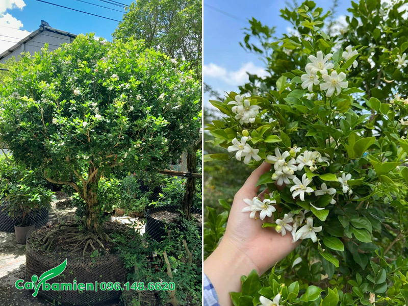 Cây hoa Nguyệt Quế trồng chậu cảnh đẹp