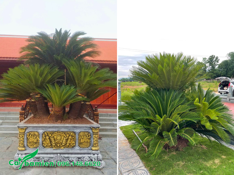 Vạn Tuế cảnh lâu năm dáng đẹp và bề thế