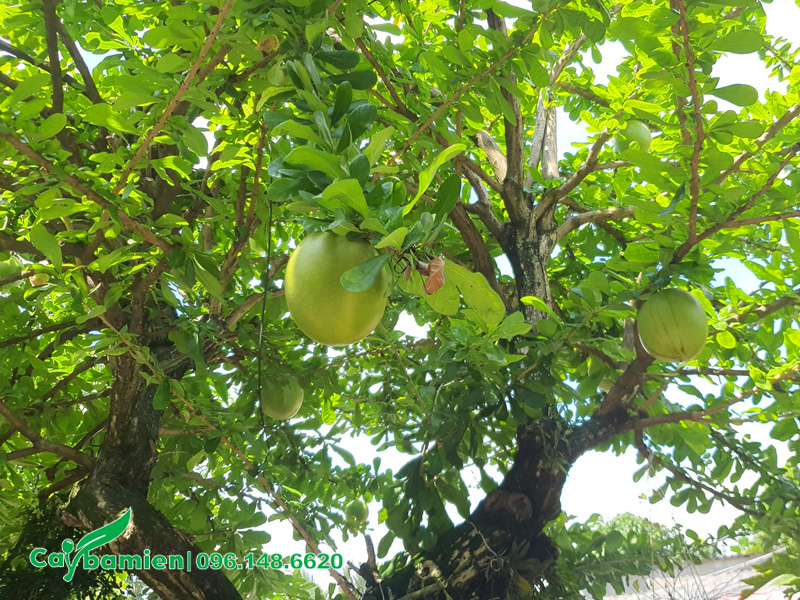 Hình ảnh đào tiên cảnh đang sẵn quả, tán lá đẹp