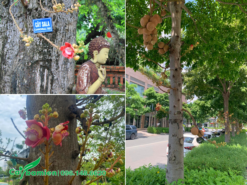 Quan sát cận cảnh hình thái thân và vỏ cây sala