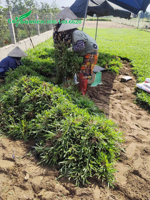 Thu hoạch hàng trăm cân cỏ lá tre