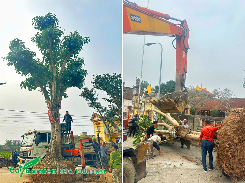 Trồng cây bồ đề cổ thụ trong chùa