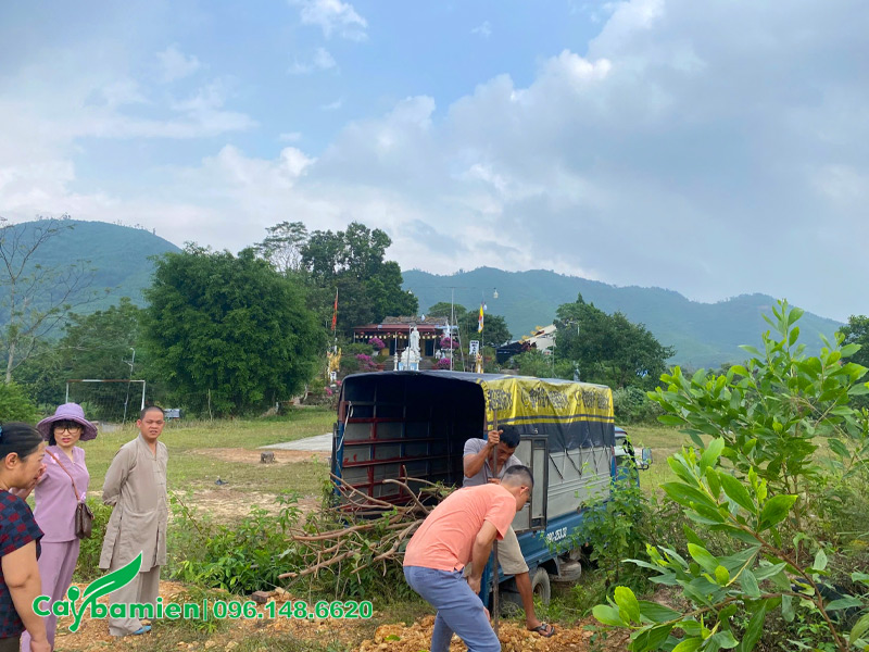 Những cây bồ đề nhỏ được di chuyển đến hố trồng