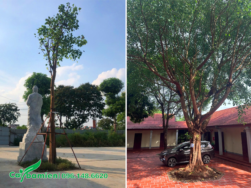 Cây Bồ Đề trồng trong chùa