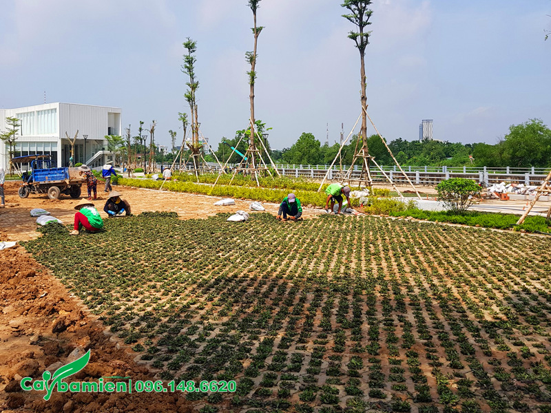 Trồng cỏ lá gừng trên vỉa hè