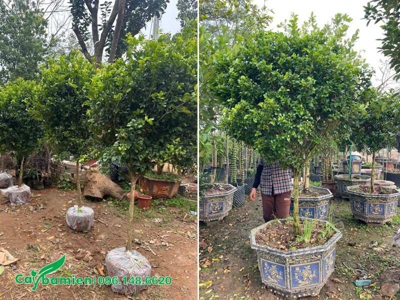Trồng cây Nguyệt Quế vào chậu cảnh, chăm sóc đến khi cây khỏe mới giao cho khách