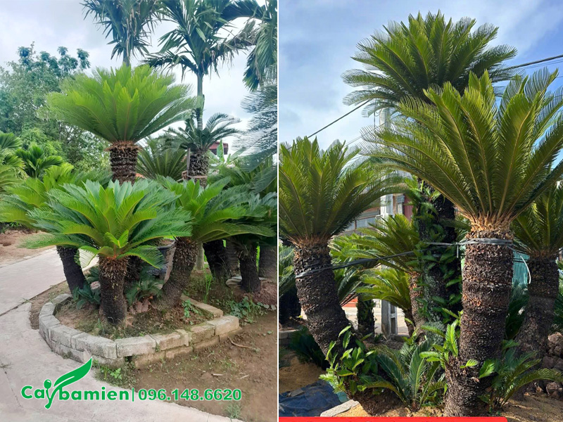 Tiến hành trồng cụm cây Vạn Tuế ngoài sân vườn