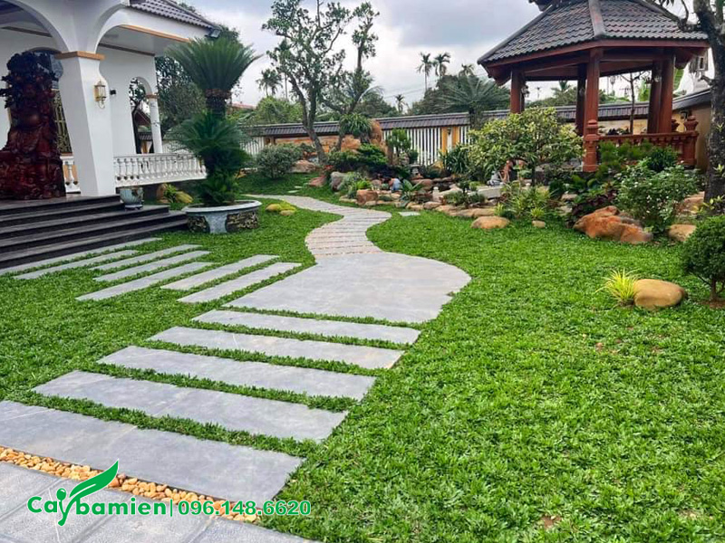 Trồng thảm cỏ xanh cho sân vườn biệt thự