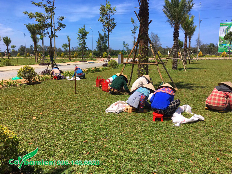 Nhổ cỏ dại cho sân cỏ lá gừng trồng được 1 tháng