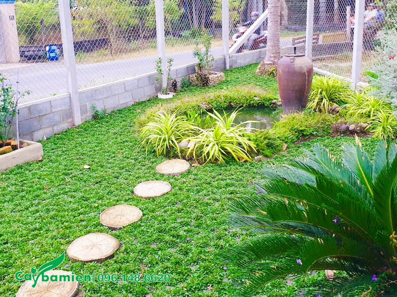 Cỏ trồng sân vườn có màu xanh đậm đẹp