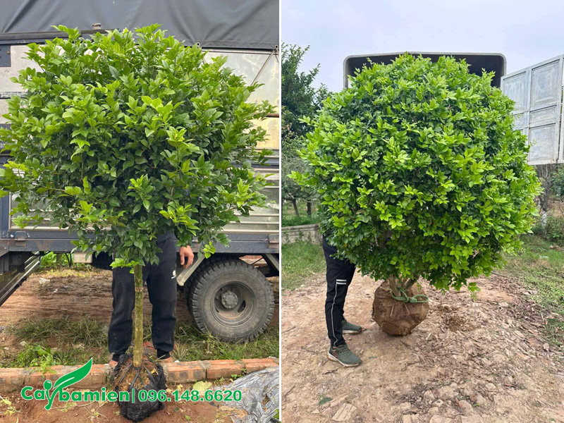 Xếp cây lên thùng xe tải 3.5 tấn để chuyển đến cho khách hàng tại Hà Nội