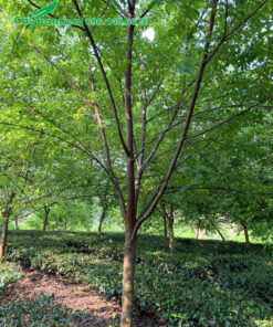 Mai anh đào công trình đường kính gốc 15cm tại Lâm Đồng