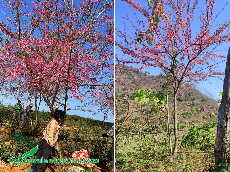 Bán cây mai anh đào sẵn hoa, đường kính gốc trên 10cm