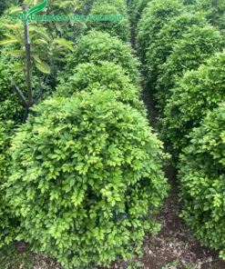 Vườn nguyệt quế tán tròn cao 50cm