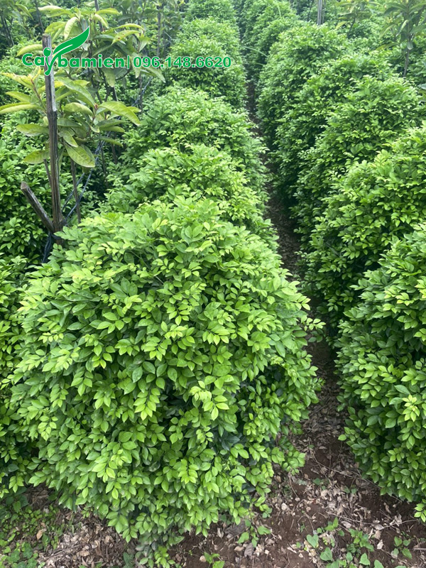Vườn nguyệt quế tán tròn cao 50cm