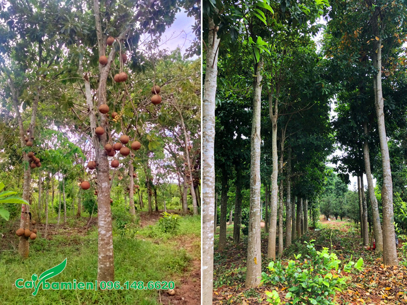 Vườn Sala đánh thẳng đường kính gốc 20 - 25cm