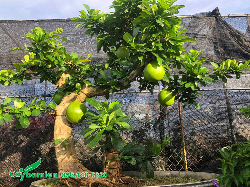 Cây Đào Tiên bonsai trồng trong chậu đẹp