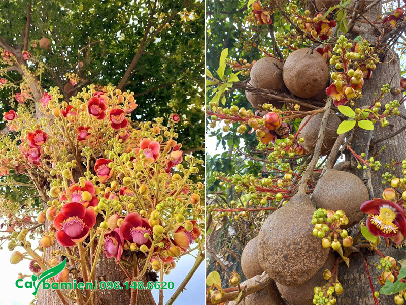 Vẻ đẹp cây hoa sala khi nở rộ và kết trái