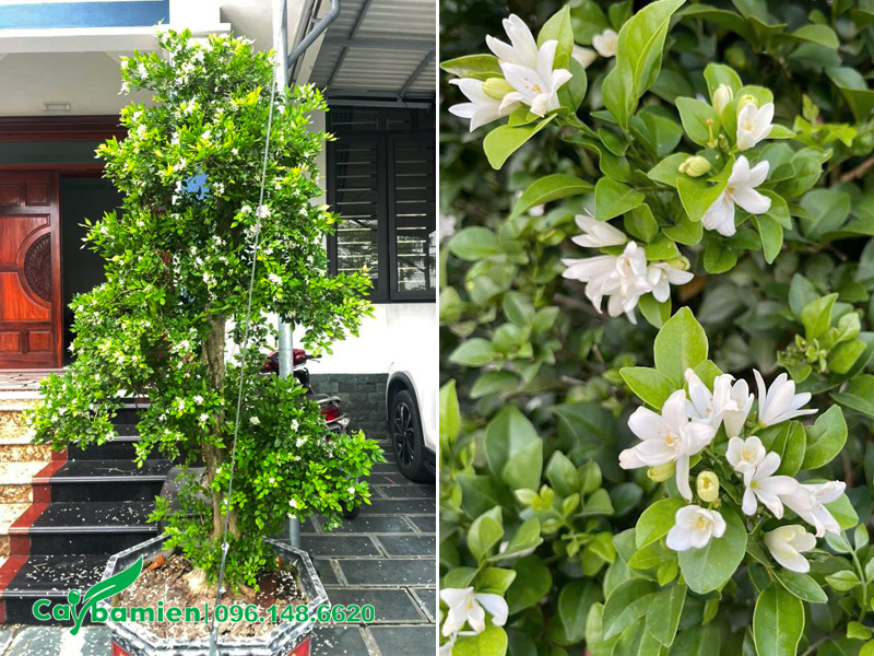 Chậu hoa Nguyệt Quế trồng trước cửa nhà