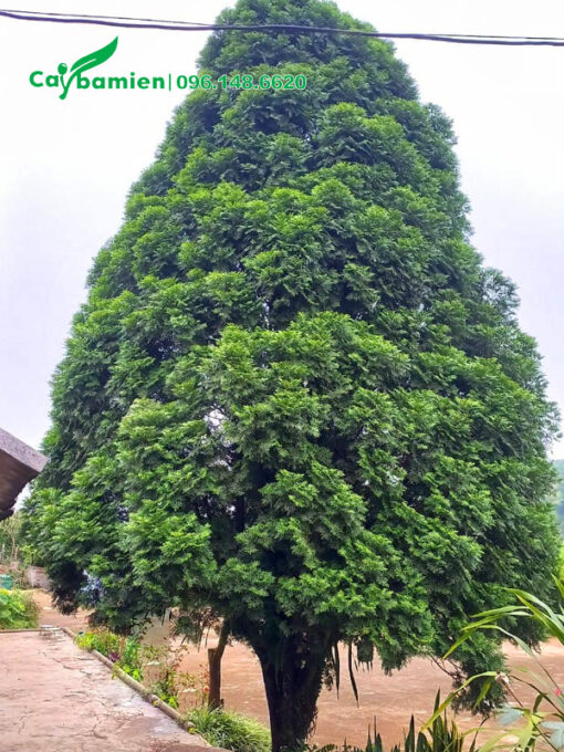 Một cây Bách Xanh cổ thụ trồng trước nhà
