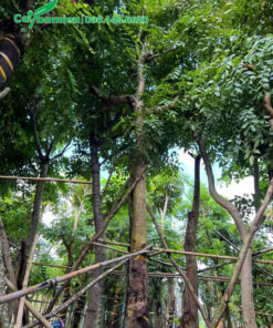 Bãi dưỡng ủ cây muồng hoàng yến cổ thụ, đường kính gốc trên 30cm