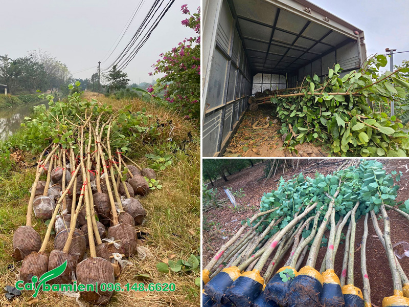 Giao và tập kết cây trước khi thi công