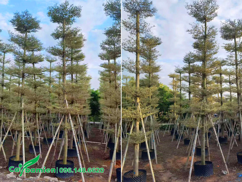 Cây Bàng Cẩm Thạch thân cột cao 6 - 7m