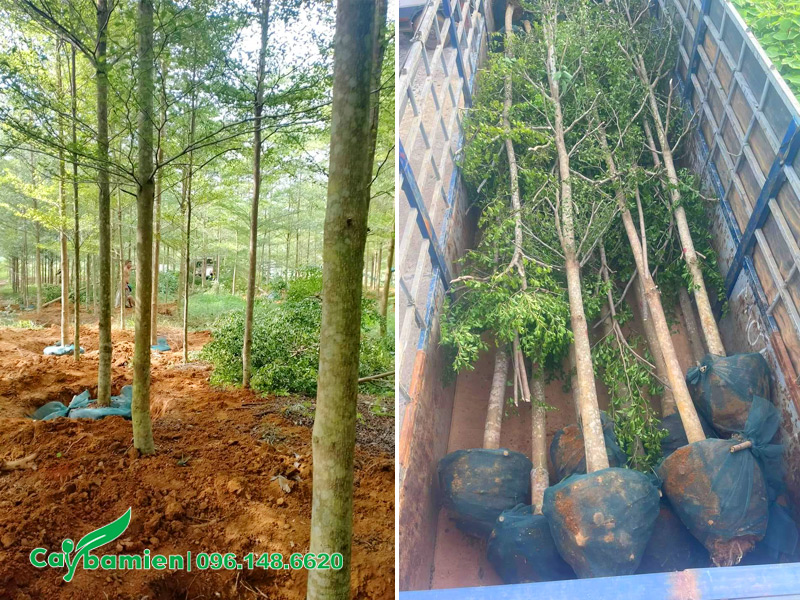 Bán cây bàng đài loan trồng trong nhà đường kính gốc từ 5 - 10cm