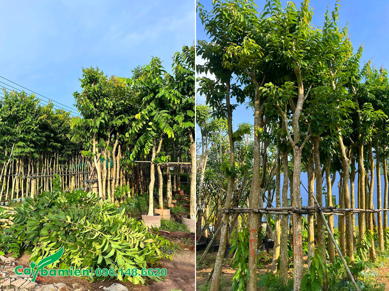 Vườn dưỡng ủ hàng trăm cây hoa bằng lăng tím