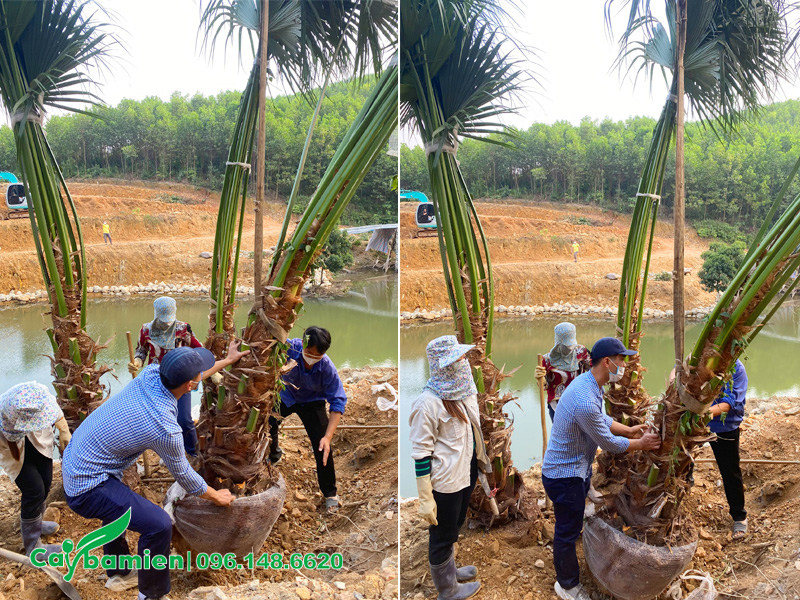 Mua cây cọ ta bứng thẳng tại Phú Thọ