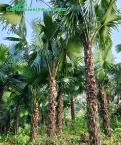 Rừng cọ ta ở Phú Thọ, cây thẳng, dáng cao