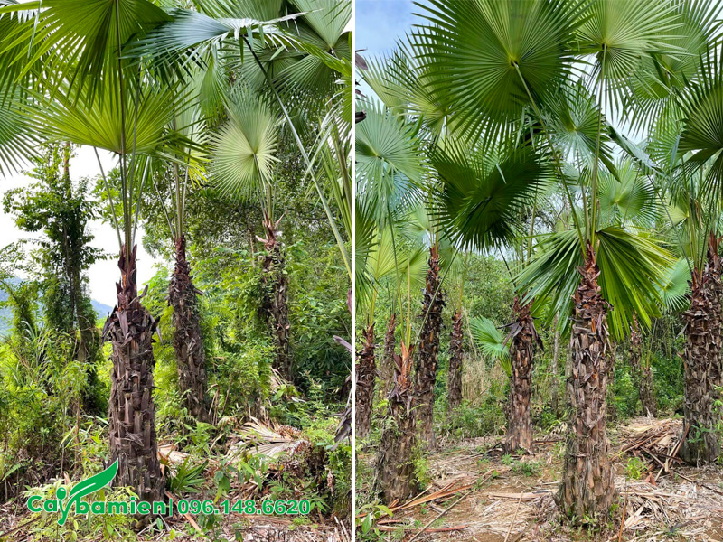 Vườn cọ ta lâu năm ở Phú Thọ, chiều cao lóng hơn 2m