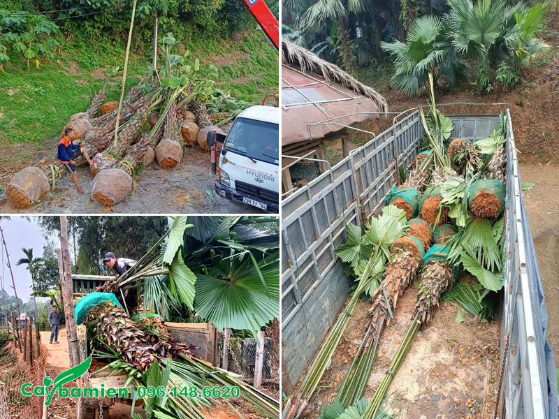 Vận chuyển số lượng lớn cây cọ ta công trình cho dự án ở Thái Nguyên