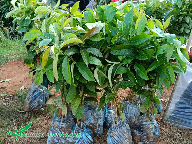 Cây giống bằng lăng tím cao 60 - 80cm