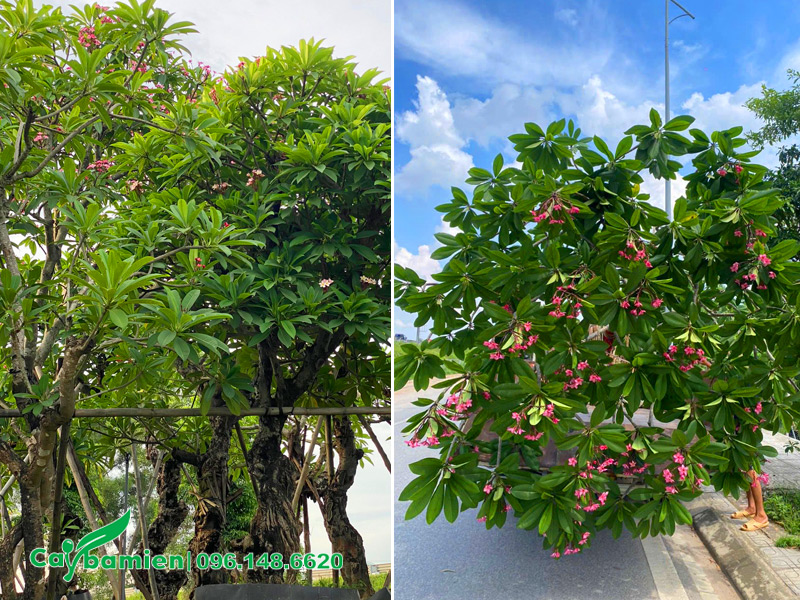 Bán cây hoa đại đỏ cổ thụ đường kính gốc từ 20 - 30cm