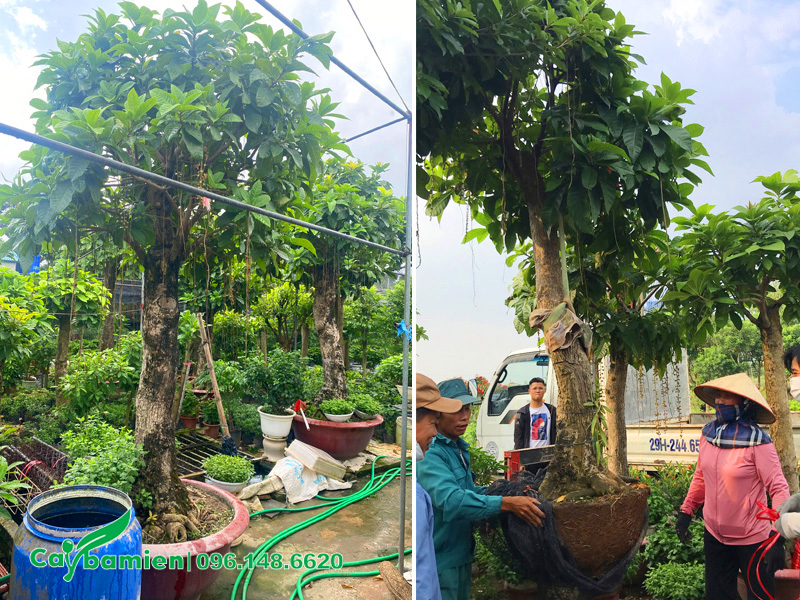 Cây hoa lộc vừng trắng cổ thụ đã lên chậu