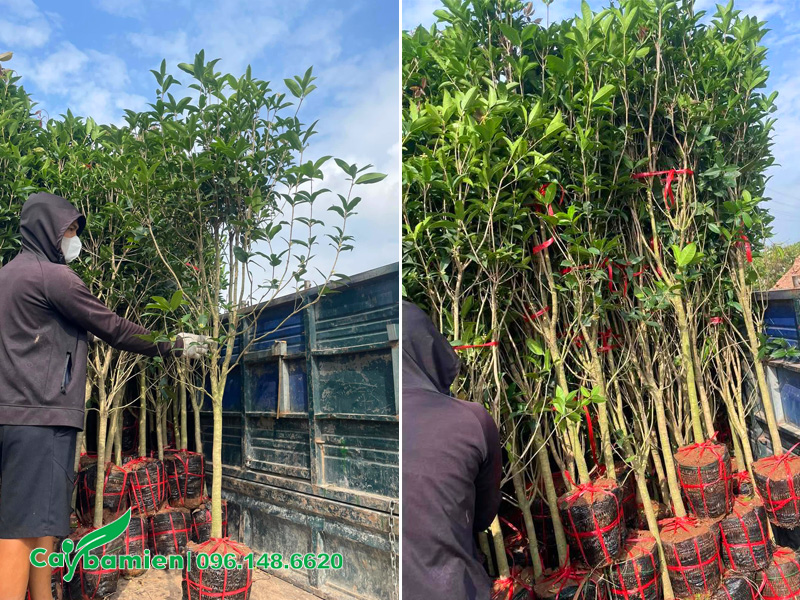 Bán cây mộc hương ta cao 2m, giá siêu tốt