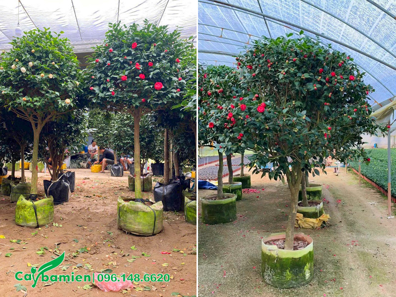 Cây hoa trà thân tree hoa màu đỏ đẹp