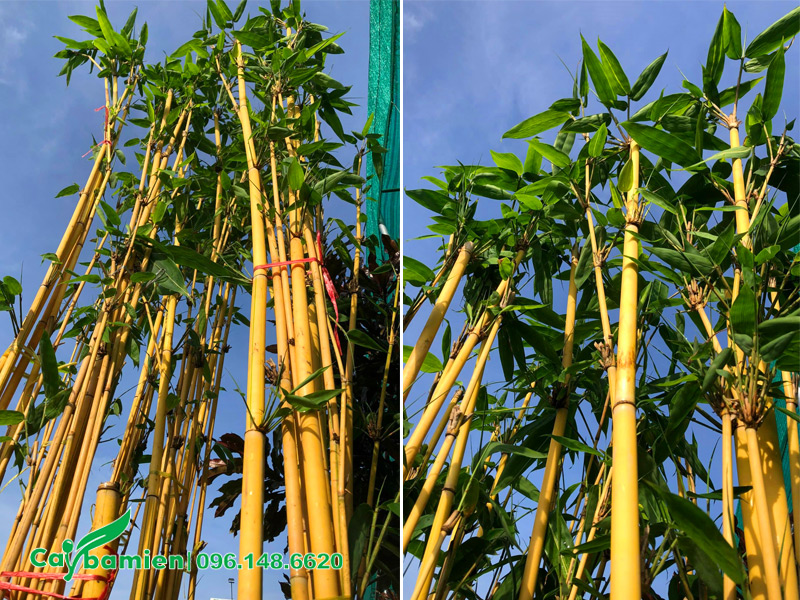 Hoàng Trúc cao 3 - 4m, thân màu vàng tươi xinh đẹp
