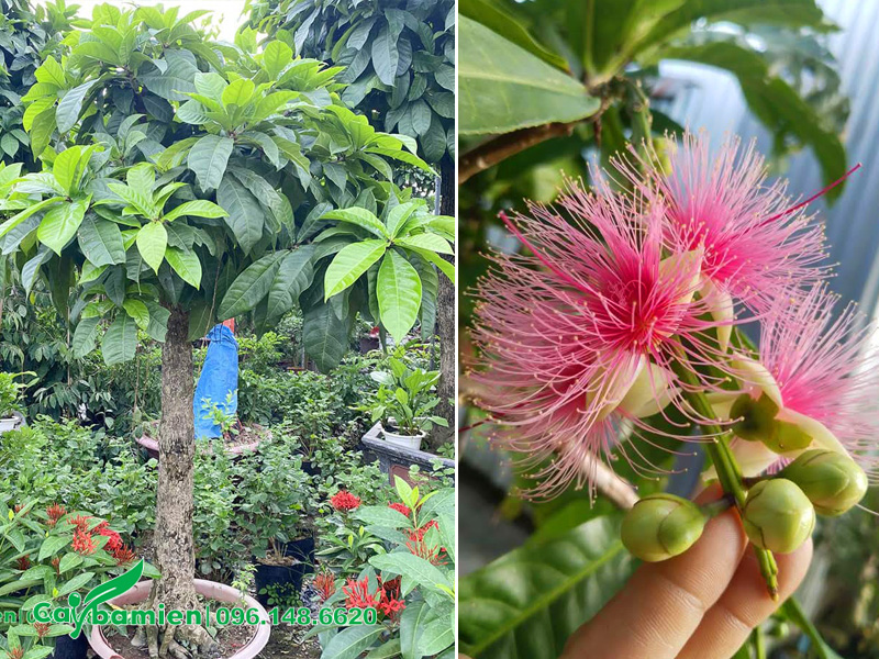 Chậu Lộc Vừng dáng đẹp, sẵn hoa