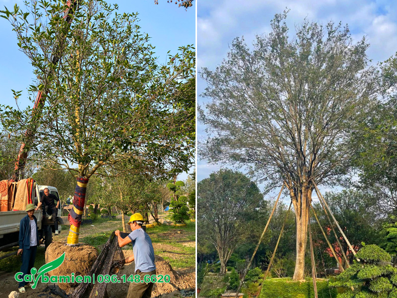Trồng và bảo hành cây mộc hương ta cổ thụ, đường kính gốc 18 - 20cm