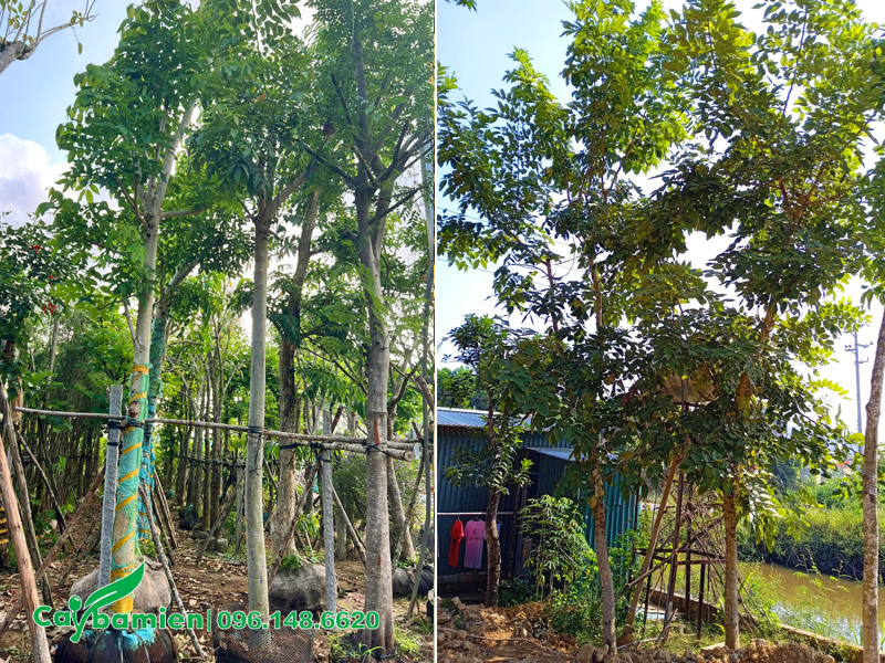 Vườn dưỡng ủ cây muồng hoàng yến chiều cao 5 - 6m