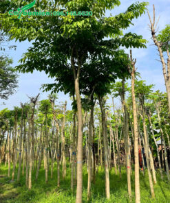 Thoát thân thẳng tắp, chiều cao hơn 3m, vanh 30cm trở lên