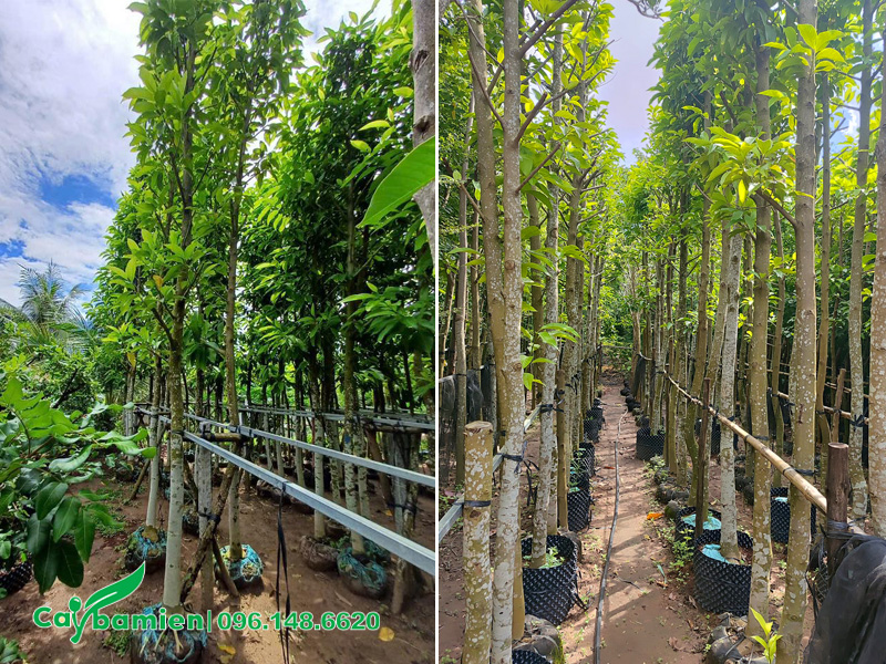 Vườn dưỡng ủ cây hoa ngọc lan công trình cao 5 - 6m