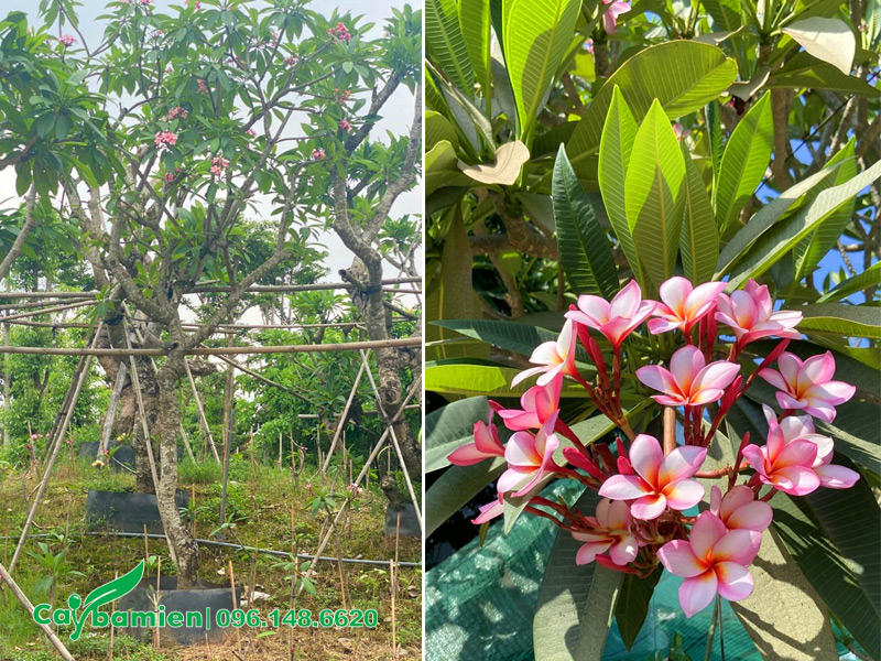 Loại đại hồng được trồng phổ biến ở cả 3 miền Bắc - Trung - Nam