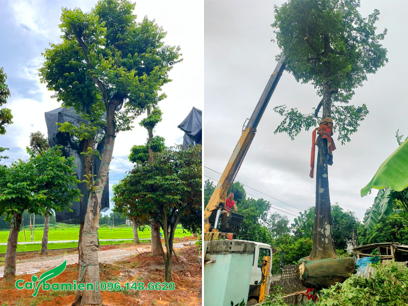 Cẩu cây Thị dâm ủ đường kính gốc 30cm