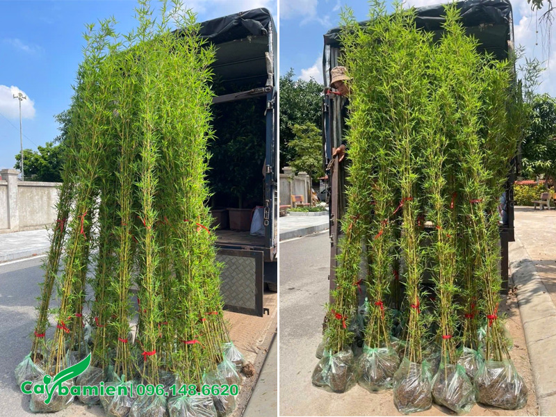 Hàng tuyển chọn đẹp, chiều cao gần 2m