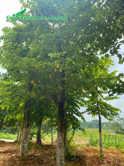 Hàng cổ thụ tán cành đẹp, đã dưỡng ủ nhiều năm tại nhà vườn