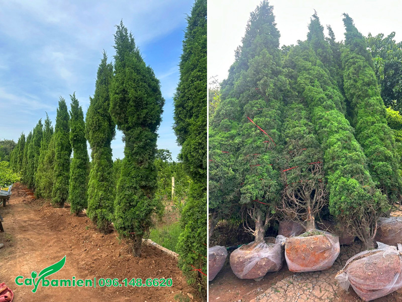 Tùng Tháp cao hơn 3m, đường kính gốc 10cm